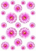 Fietsstickers Gerbera roze