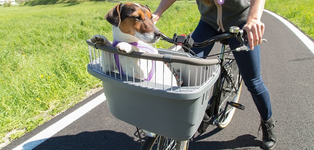 Dageraad Uitbarsten circulatie Hondenfietsmand kopen? - Pimpjefiets